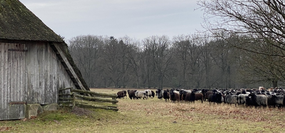 e-MTB Tour durch die Lüneburger Heide Heidschnucken