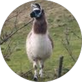 Google Profilbild von e-motion Kunde G M
